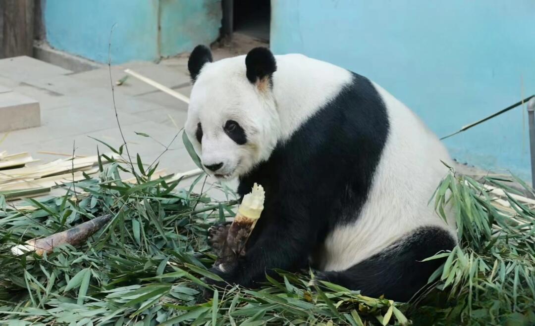 大熊猫古古的离世，怀念与深思