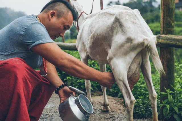 喝新鲜羊奶会得布病吗？一文解析