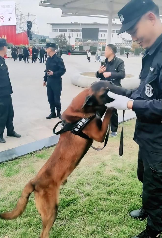 警犬因班味过重惨遭没收年终奖